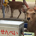 春日大社の神の使い