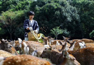 春日大社　なつの鹿寄せ